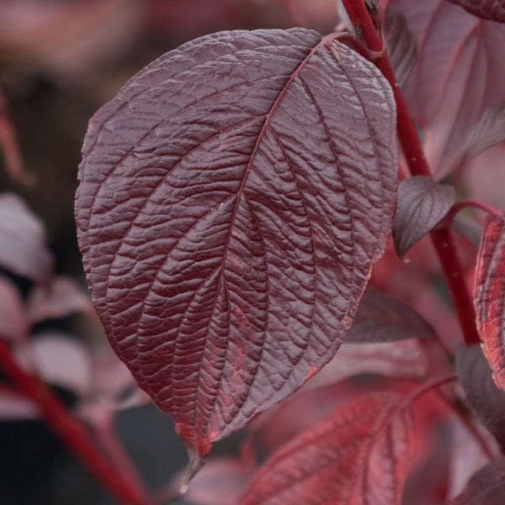 Cornus alba Siberian Pearls - White Dogwood