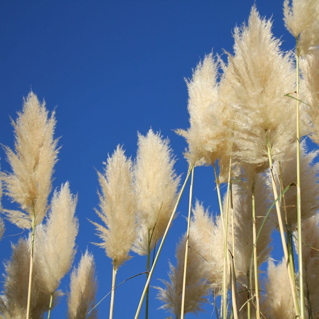 Cortaderia selloana