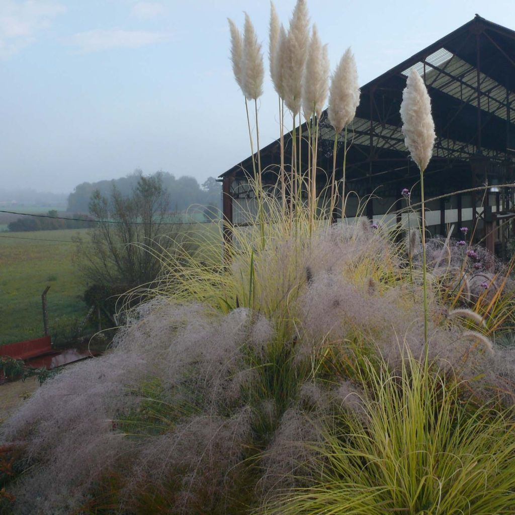 Cortaderia selloana Splendid Star - Pampas Grass