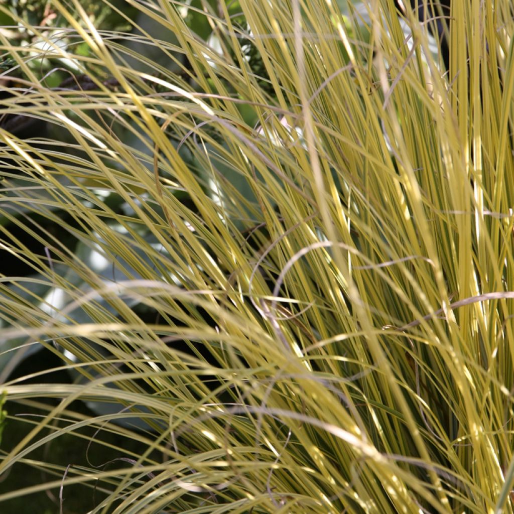 Cortaderia selloana Splendid Star - Pampas Grass
