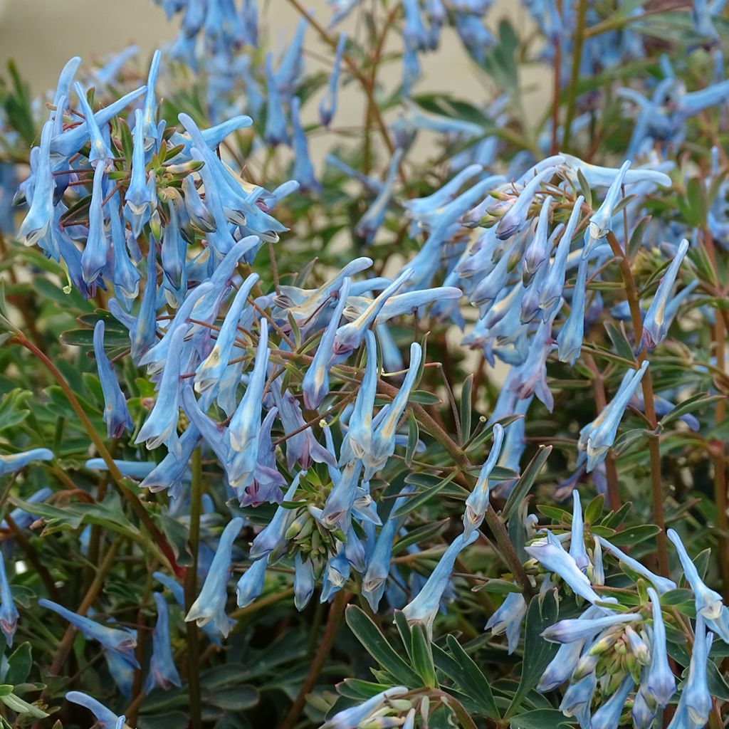 Corydalis flexuosa Porcelain Blue