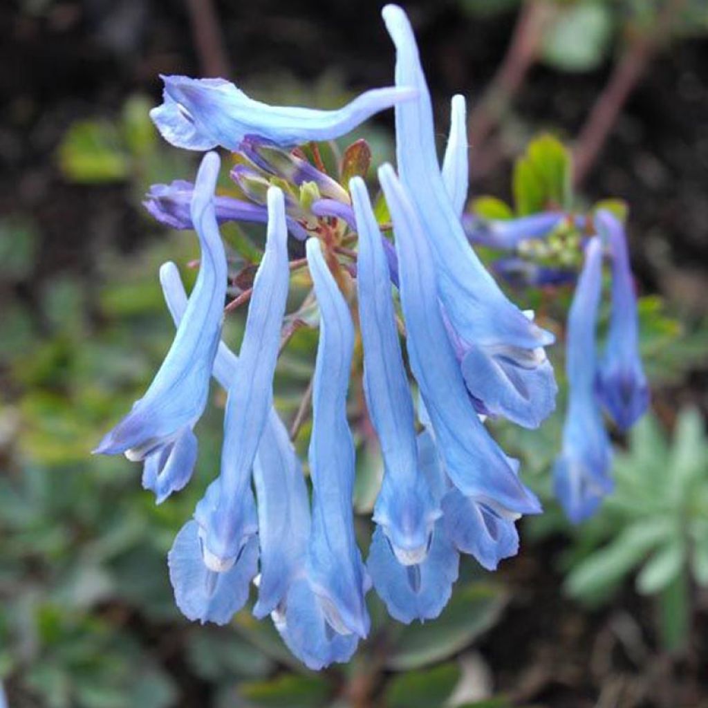 Corydalis flexuosa China Blue