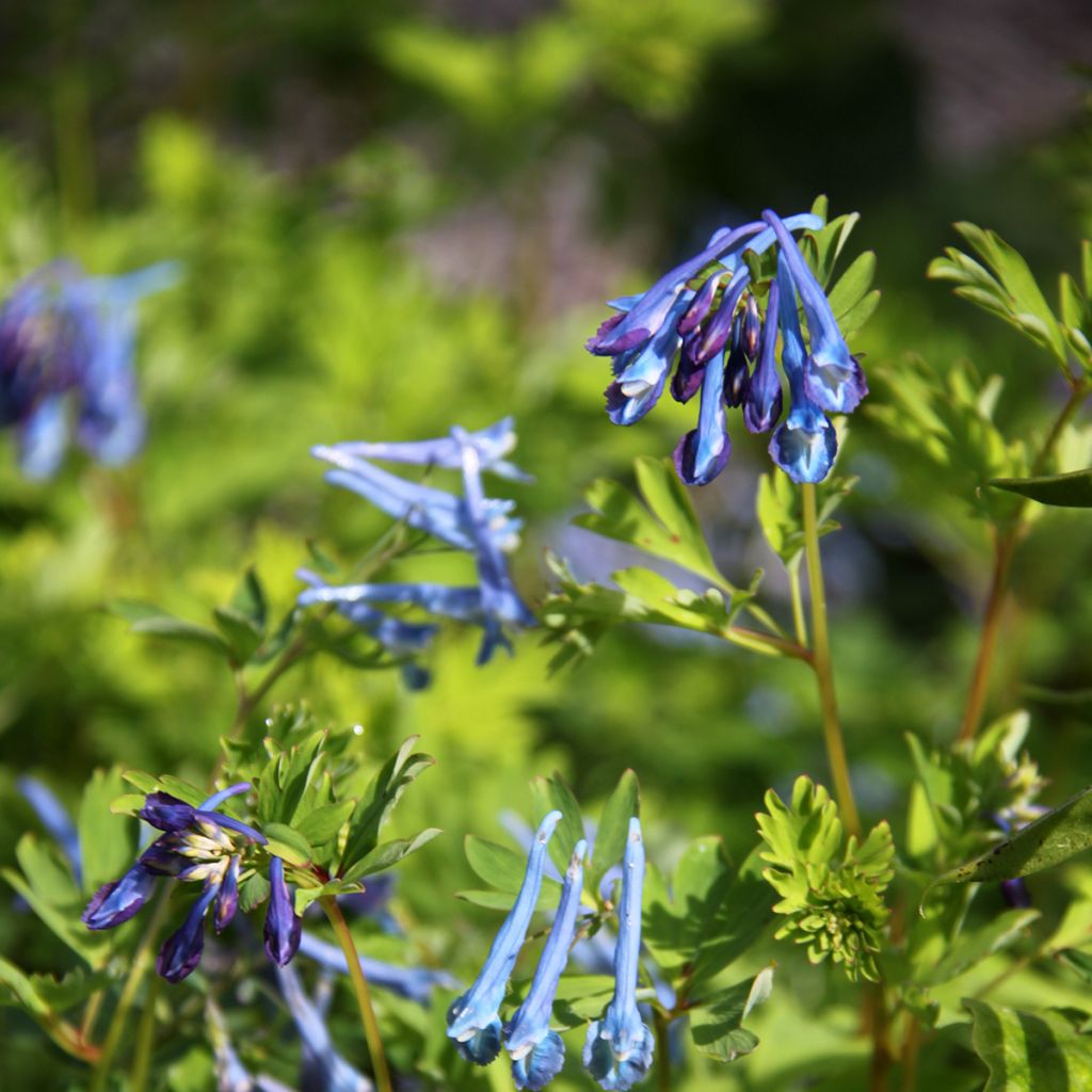 Corydalis elata Blue Summit