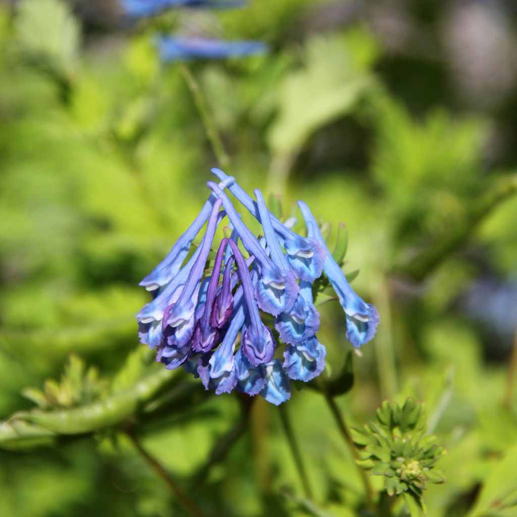 Corydalis elata Blue Summit