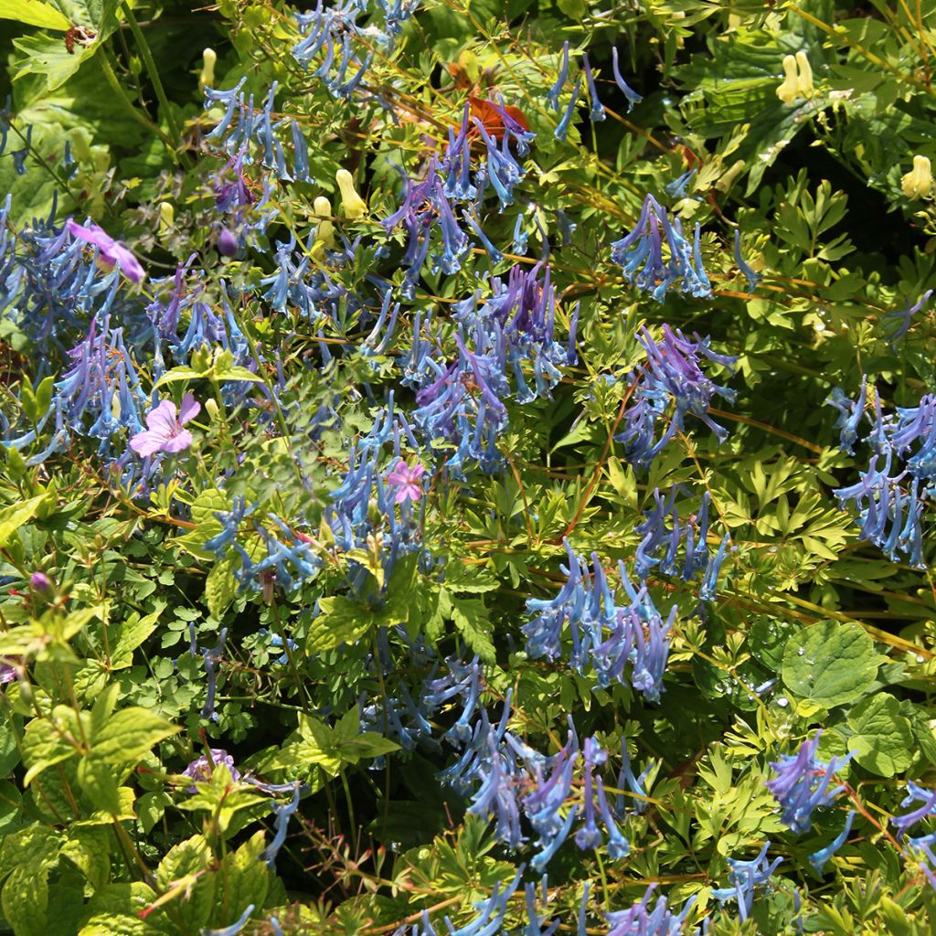 Corydalis elata Blue Summit