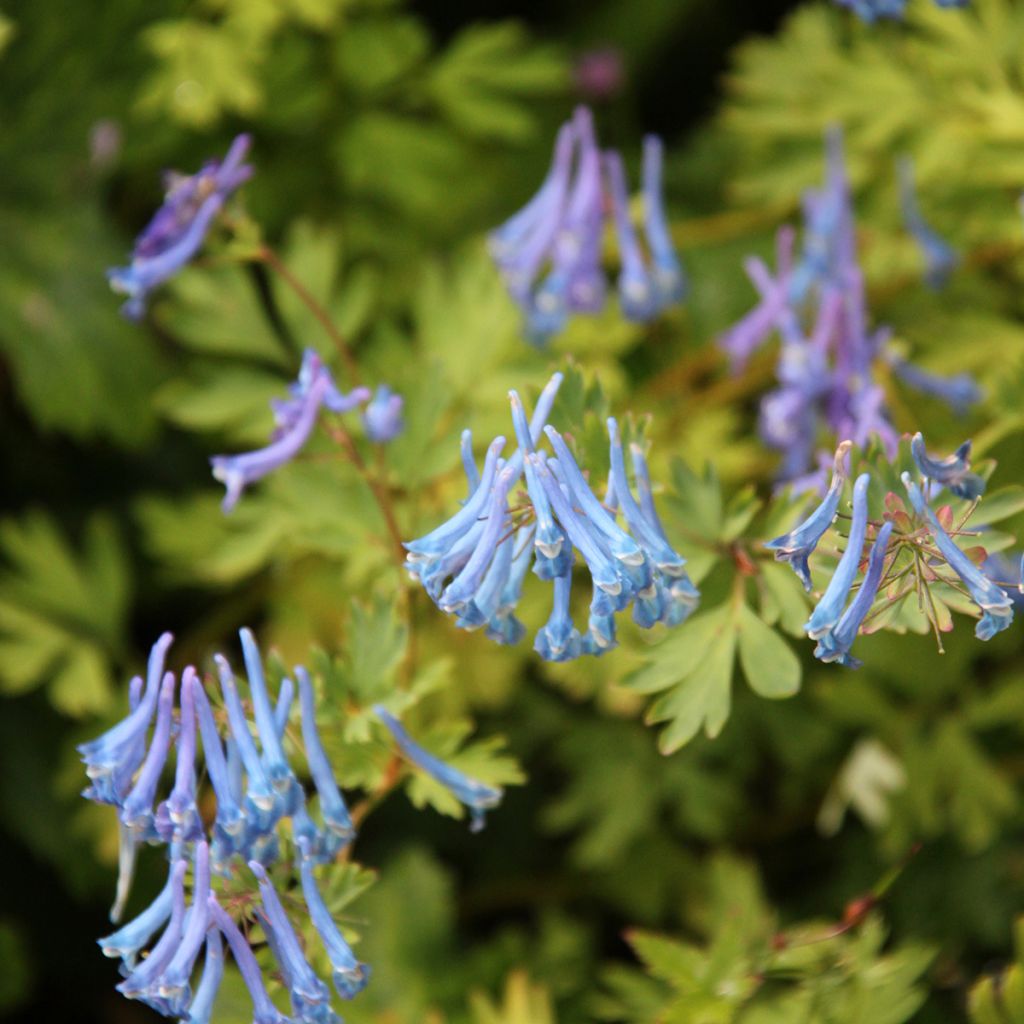 Corydalis elata Blue Summit