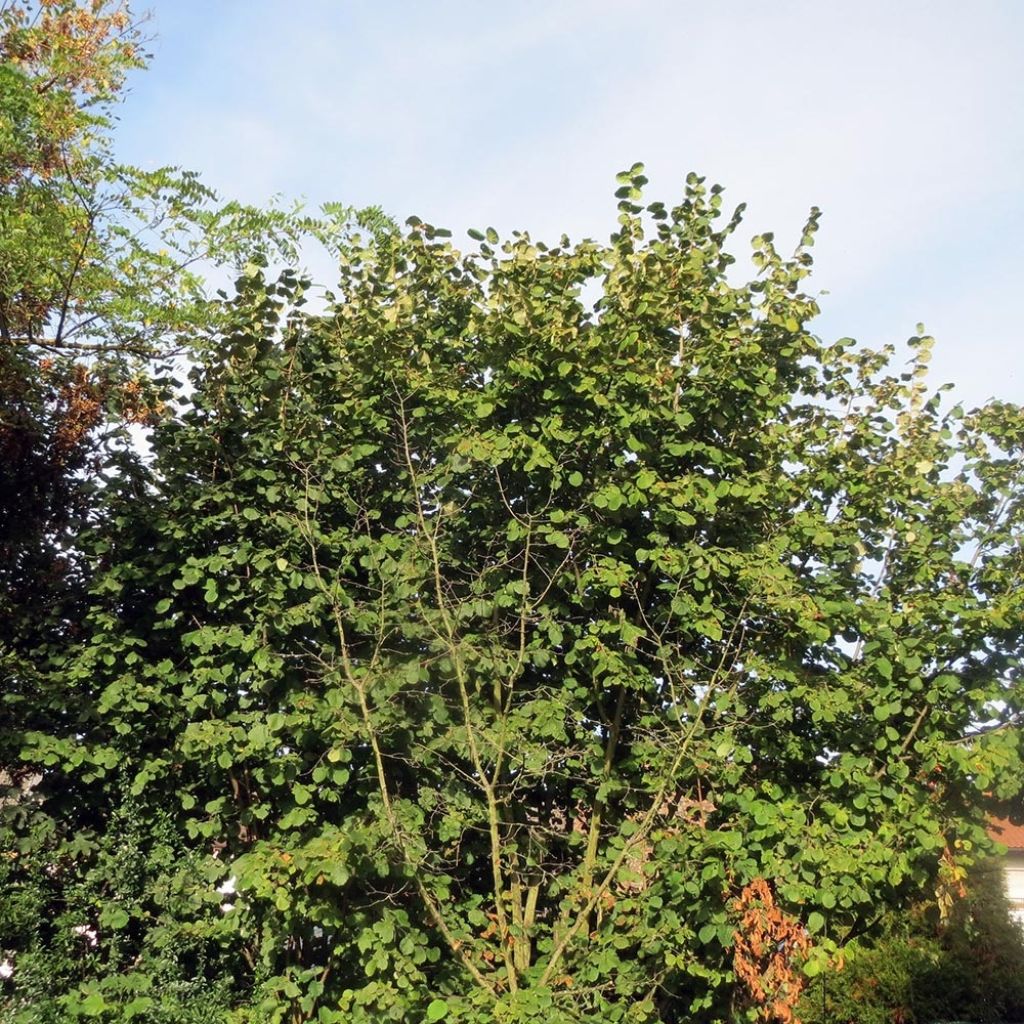 Corylus avellana Webbs Prize Cobb - Common Hazel