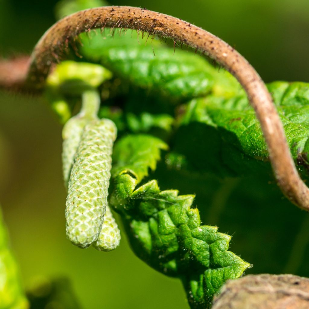 Corylus avellana Medusa - Common Hazel