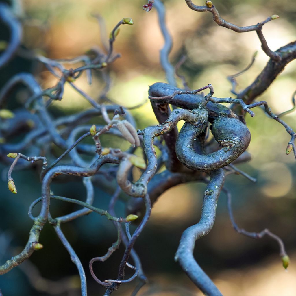 Corylus avellana Medusa - Common Hazel
