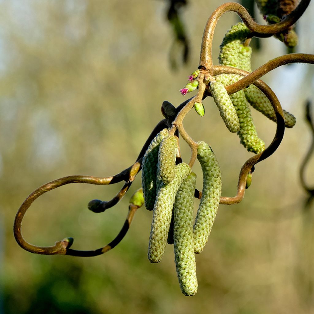 Corylus avellana Medusa - Common Hazel