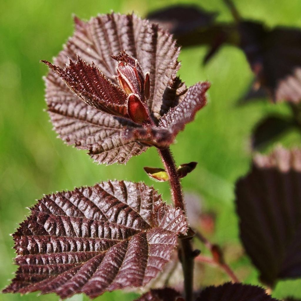 Corylus maxima Purpurea - Red Filbert