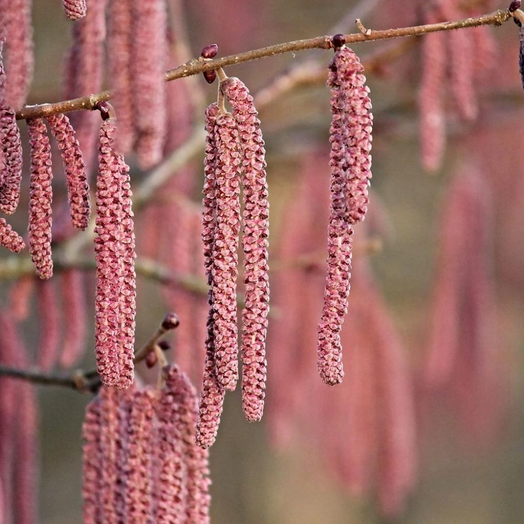Corylus maxima Purpurea - Red Filbert