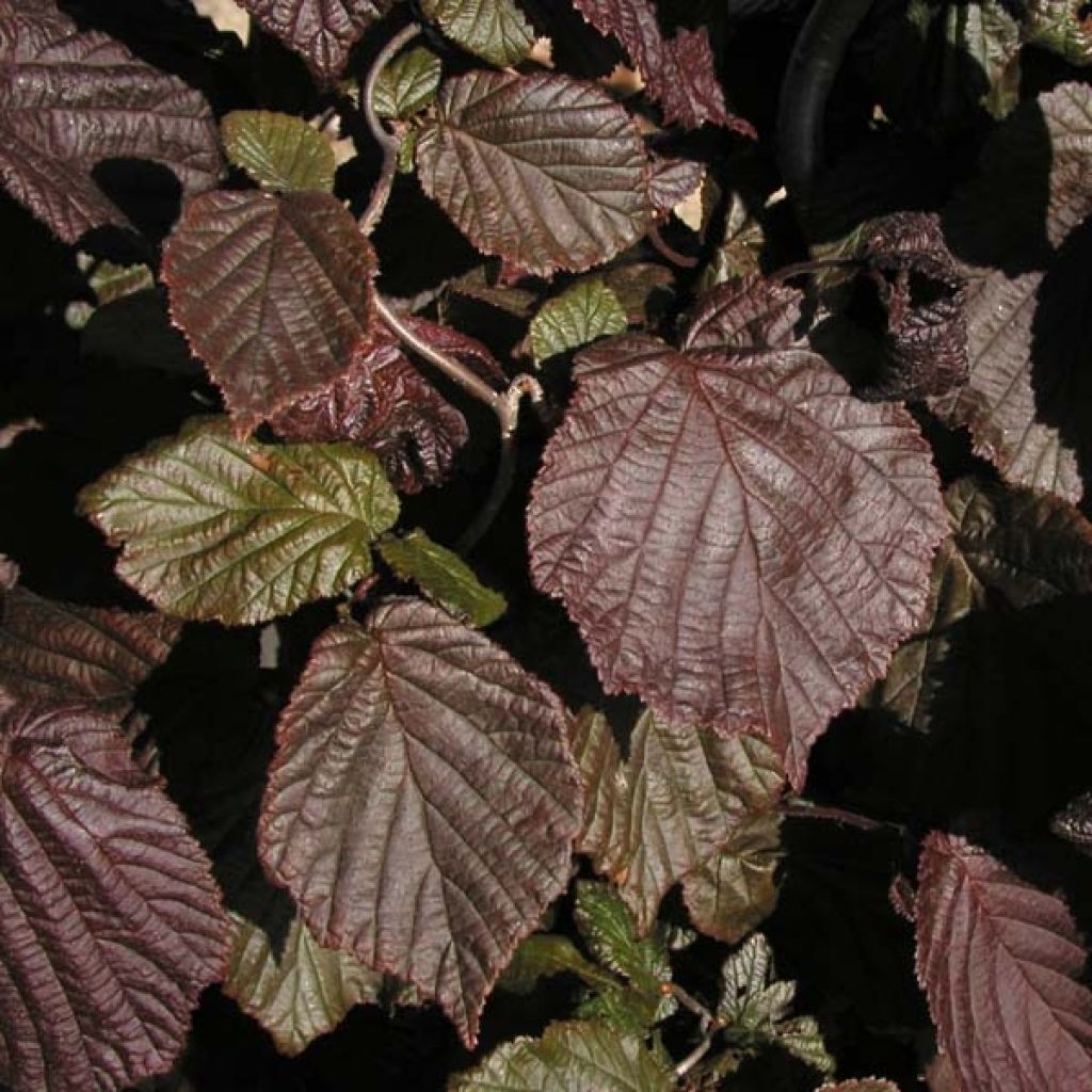 Corylus avellana Red Majestic - Common Hazel