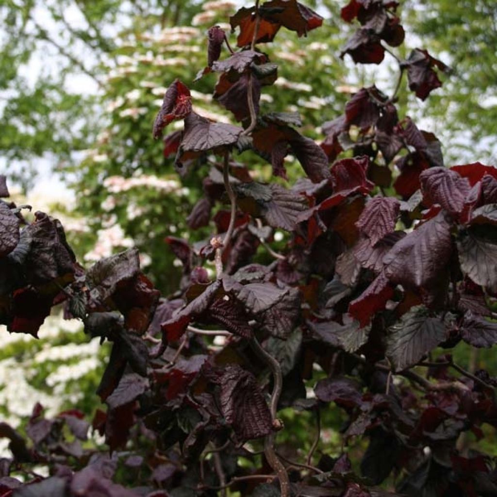 Corylus avellana Red Majestic - Common Hazel