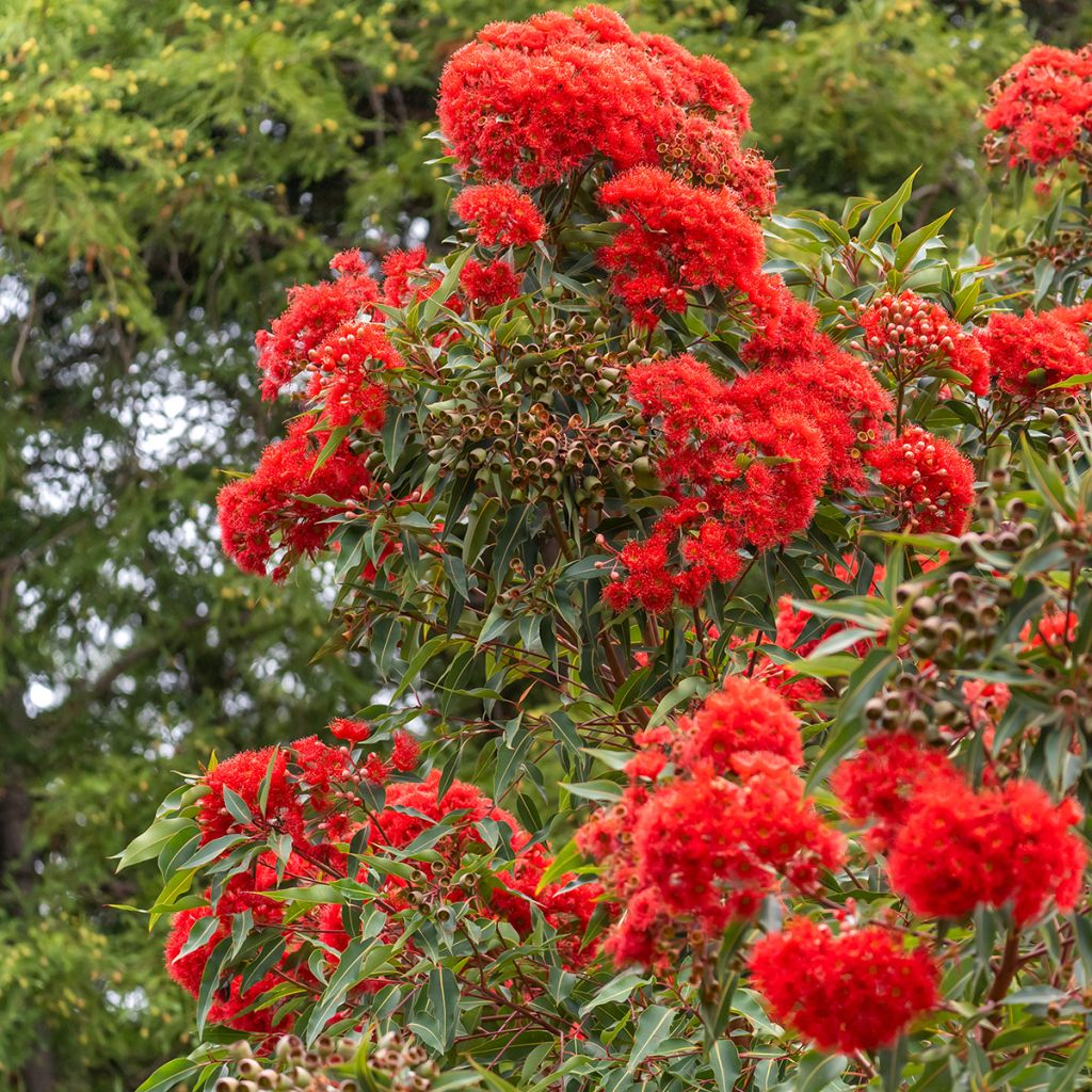 Corymbia ficifolia