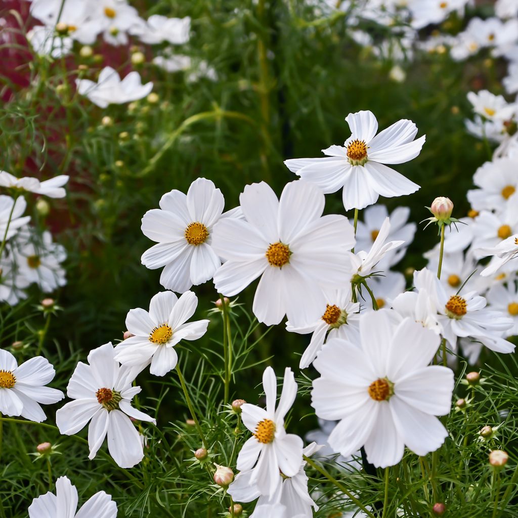Cosmos bipinnatus Sonata White