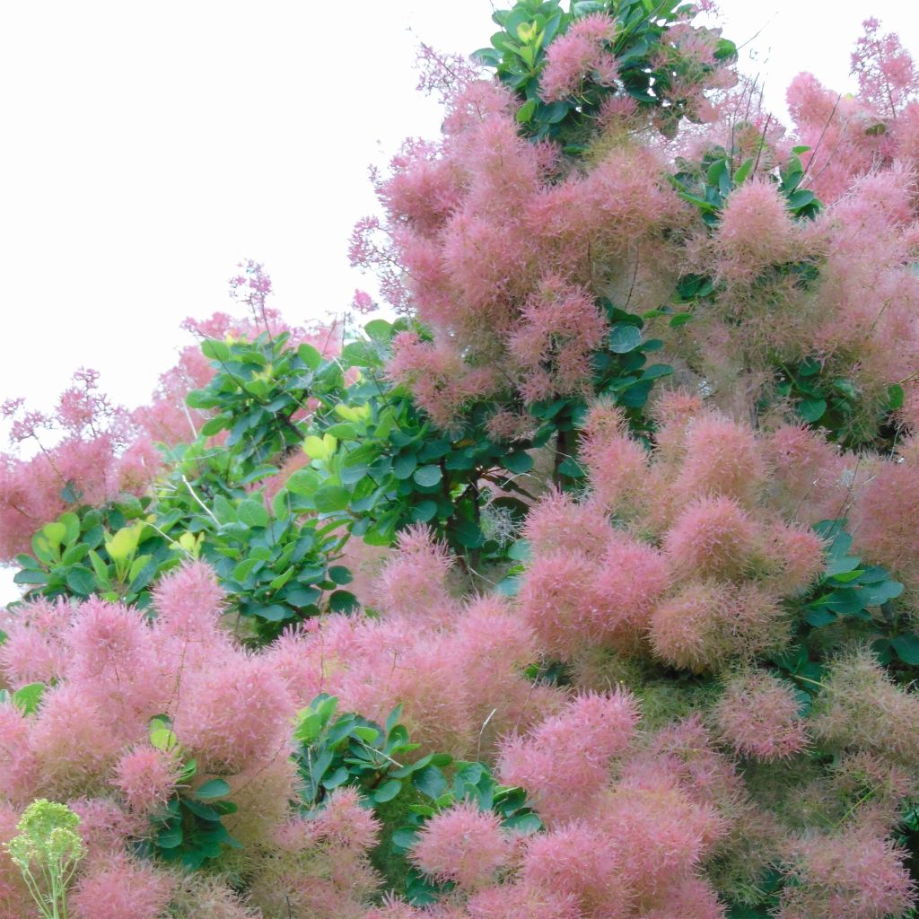 Cotinus coggygria Smokey Joe - Smoke Bush