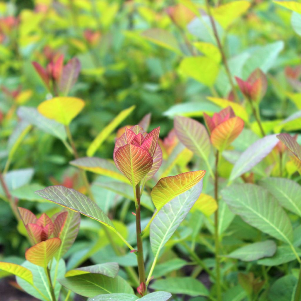 Cotinus coggygria Flame - Smoke Bush