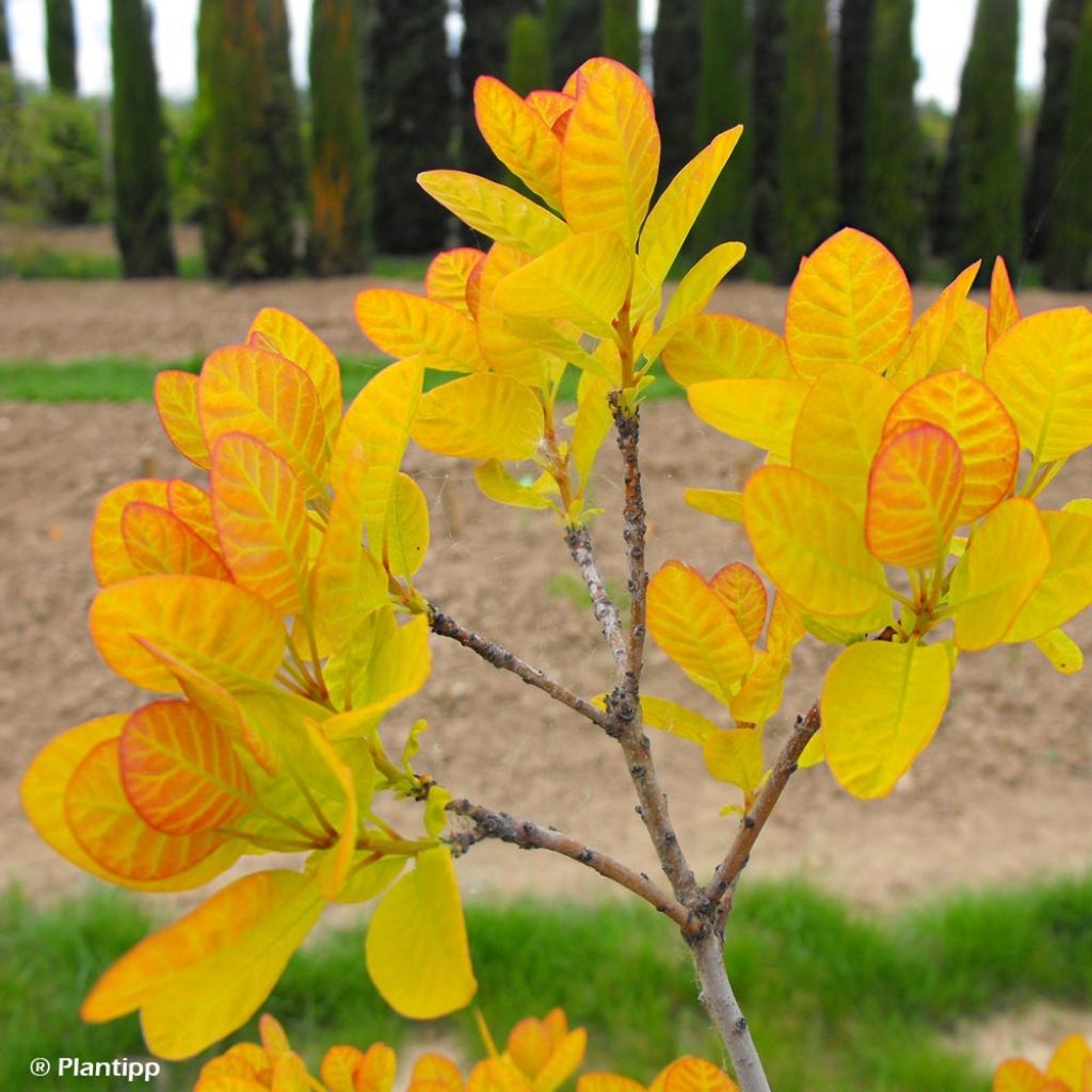Cotinus coggygria Golden Lady - Smoke Bush