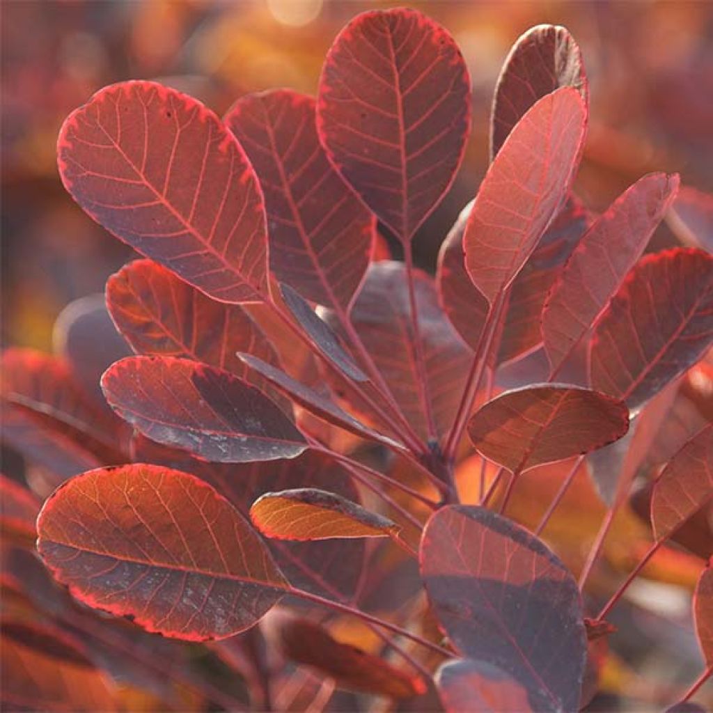 Cotinus coggygria Lilla - Smoke Bush