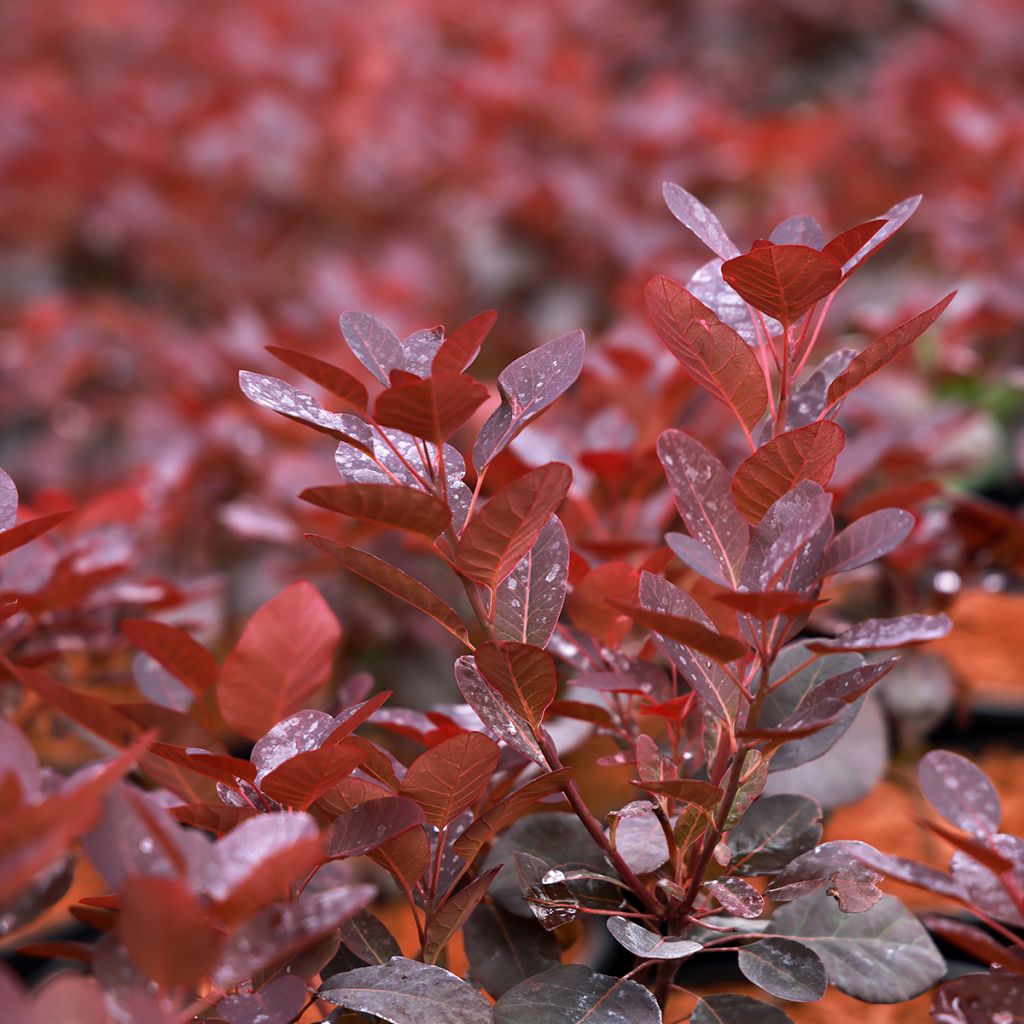 Cotinus coggygria Magical Purple - Smoke Bush