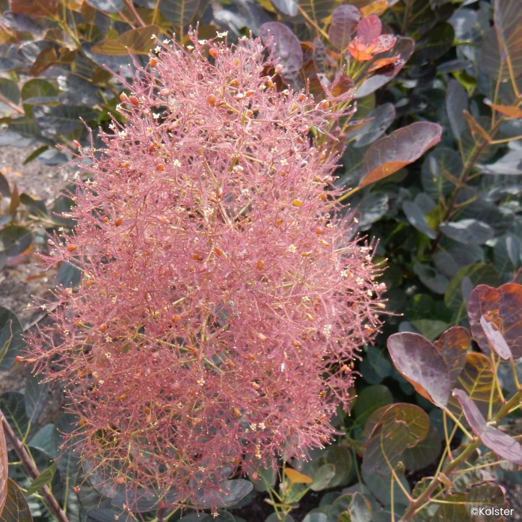 Cotinus coggygria Magical Torch - Smoke tree