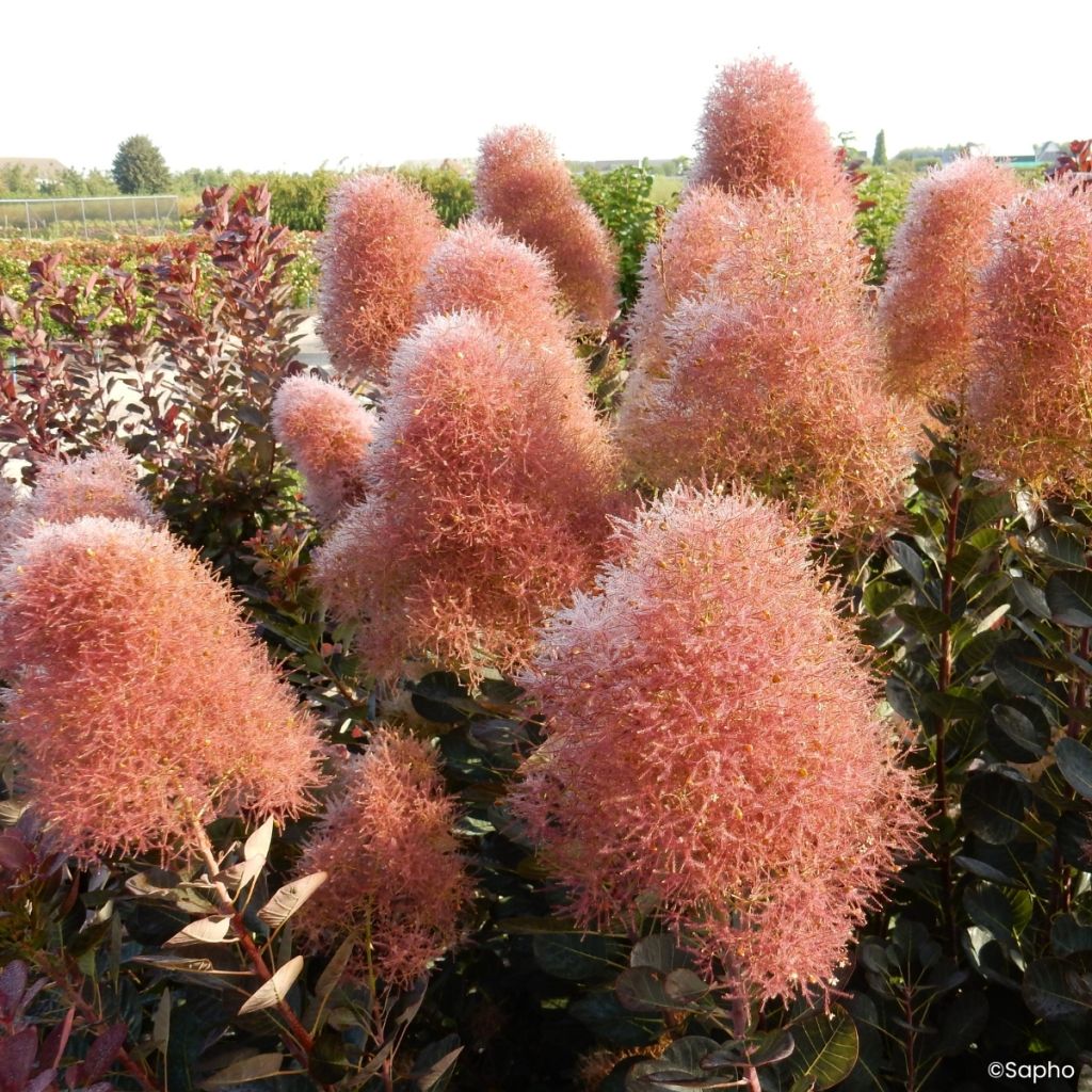 Cotinus coggygria Magical Torch - Smoke tree