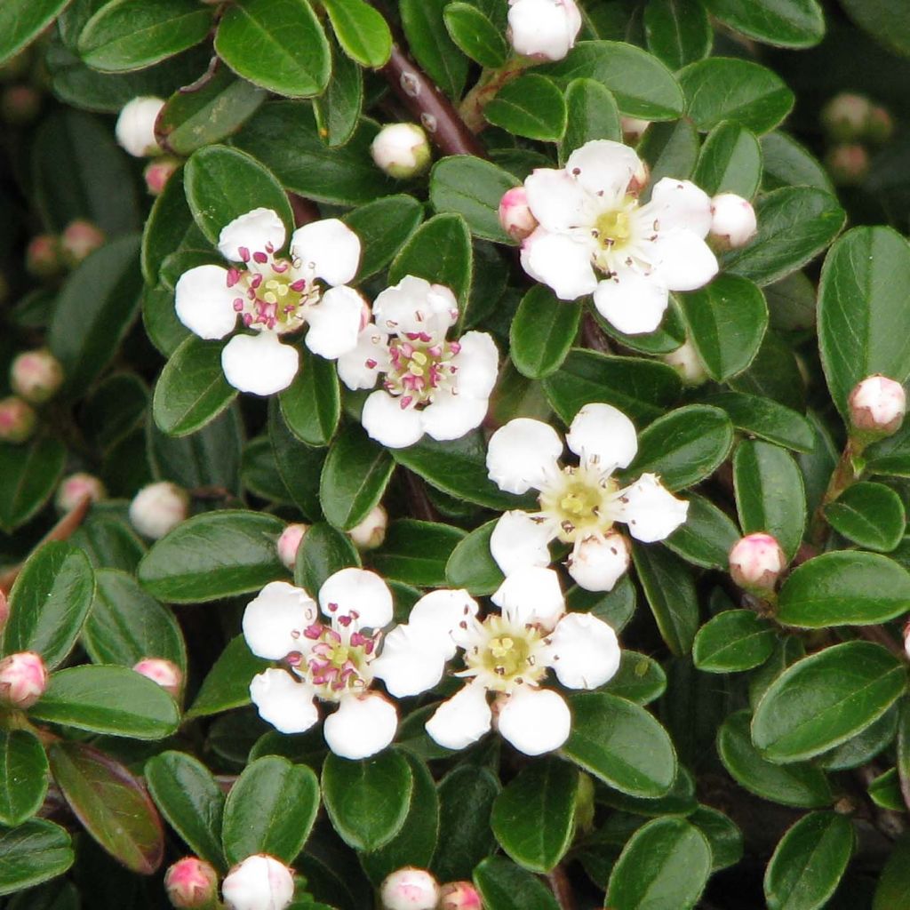 Cotoneaster dammeri Evergreen