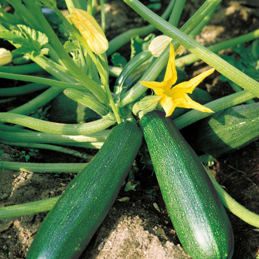 Courgette Belor F1 - Vilmorin Seeds
