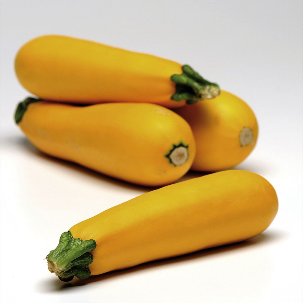 Zucchini Easy Pick Green F1 - Cucurbita pepo