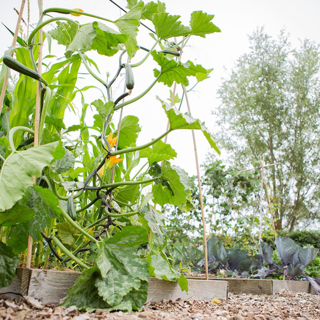 Climbing Courgette Ola Escaladora F1 - Cucurbita pepo
