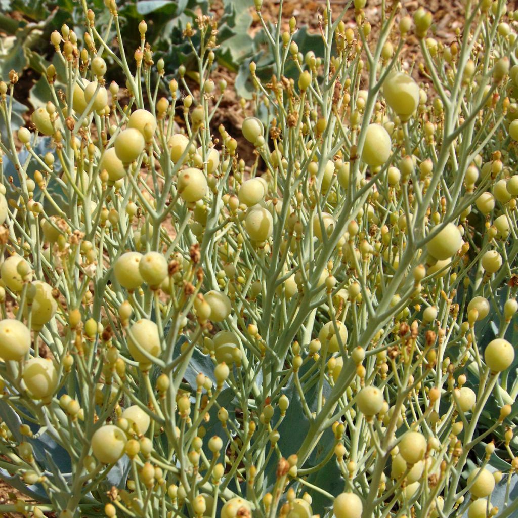 Crambe maritima - Sea Kale