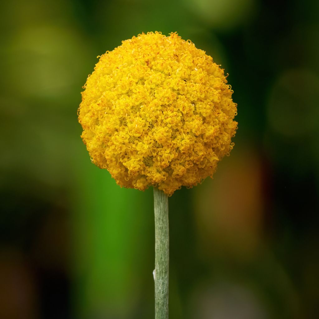 Craspedia globosa Golf Beauty - Drumsticks
