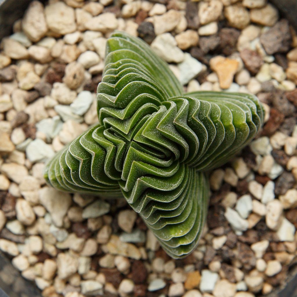 Crassula pyramidalis × C. perfoliata var. falcata 'Buddha's Temple' - Crassula Temple de Bouddha