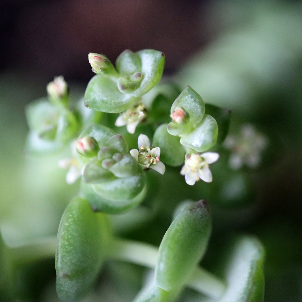 Crassula rupestris subsp. marnieriana - Warm plant