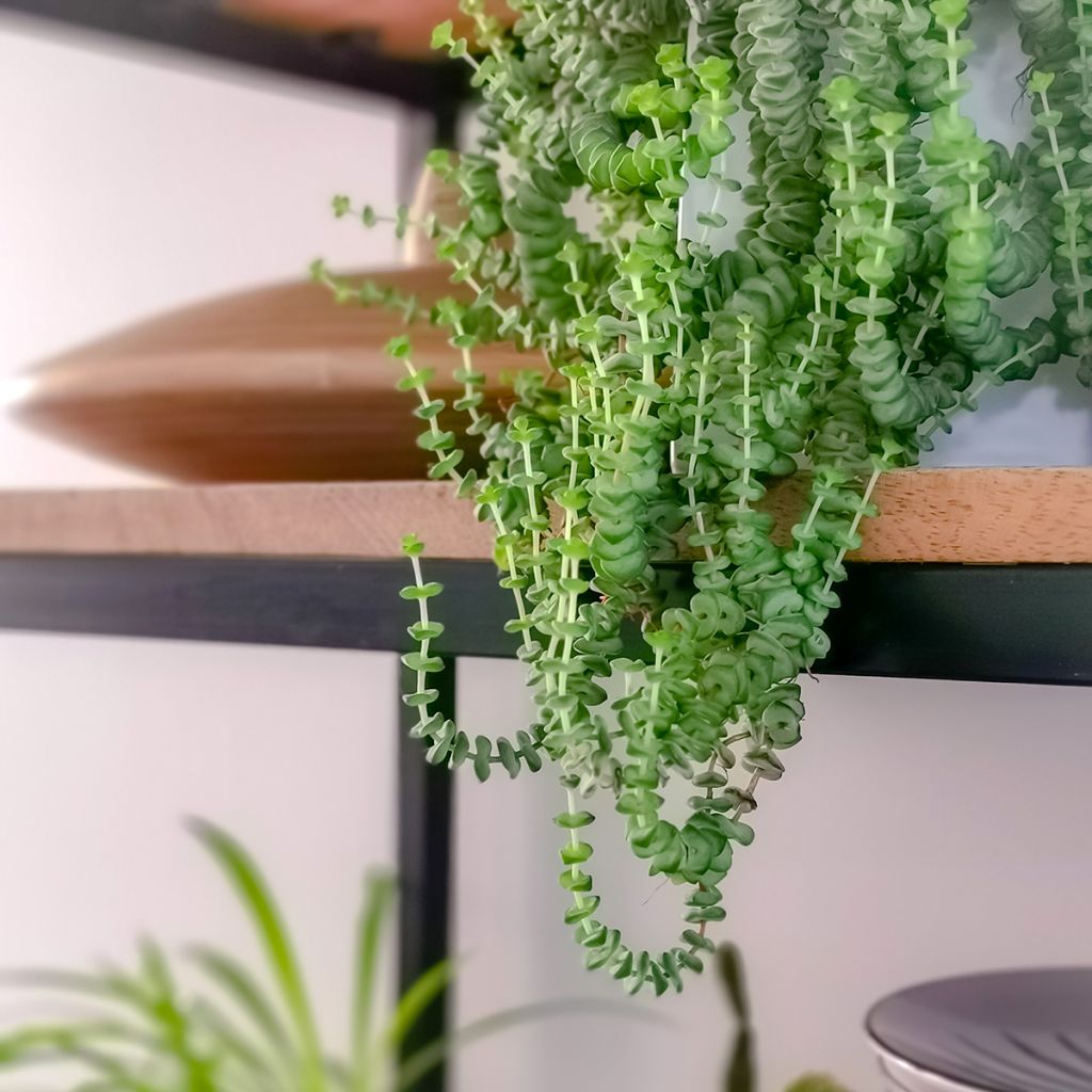 Crassula rupestris subsp. marnieriana - Warm plant