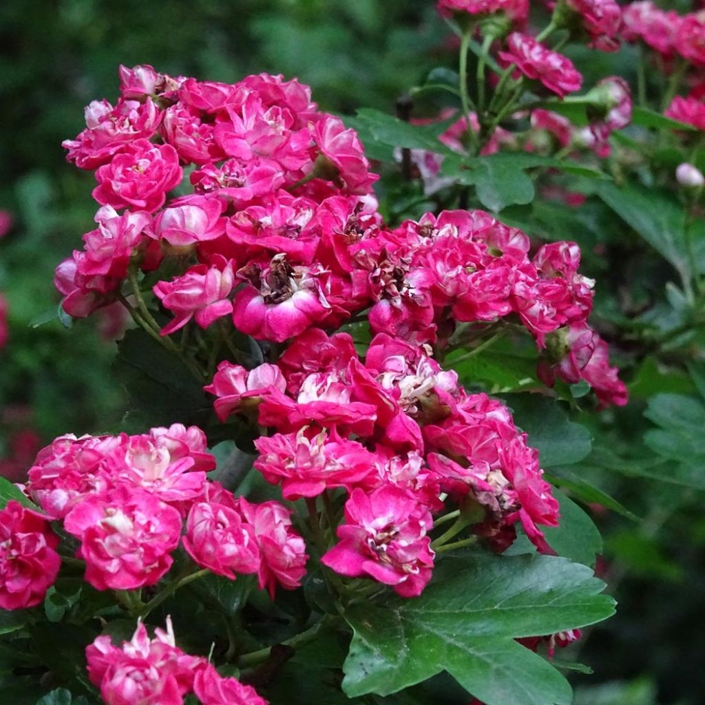 Crataegus laevigata Rosea Flore Pleno - Hawthorn