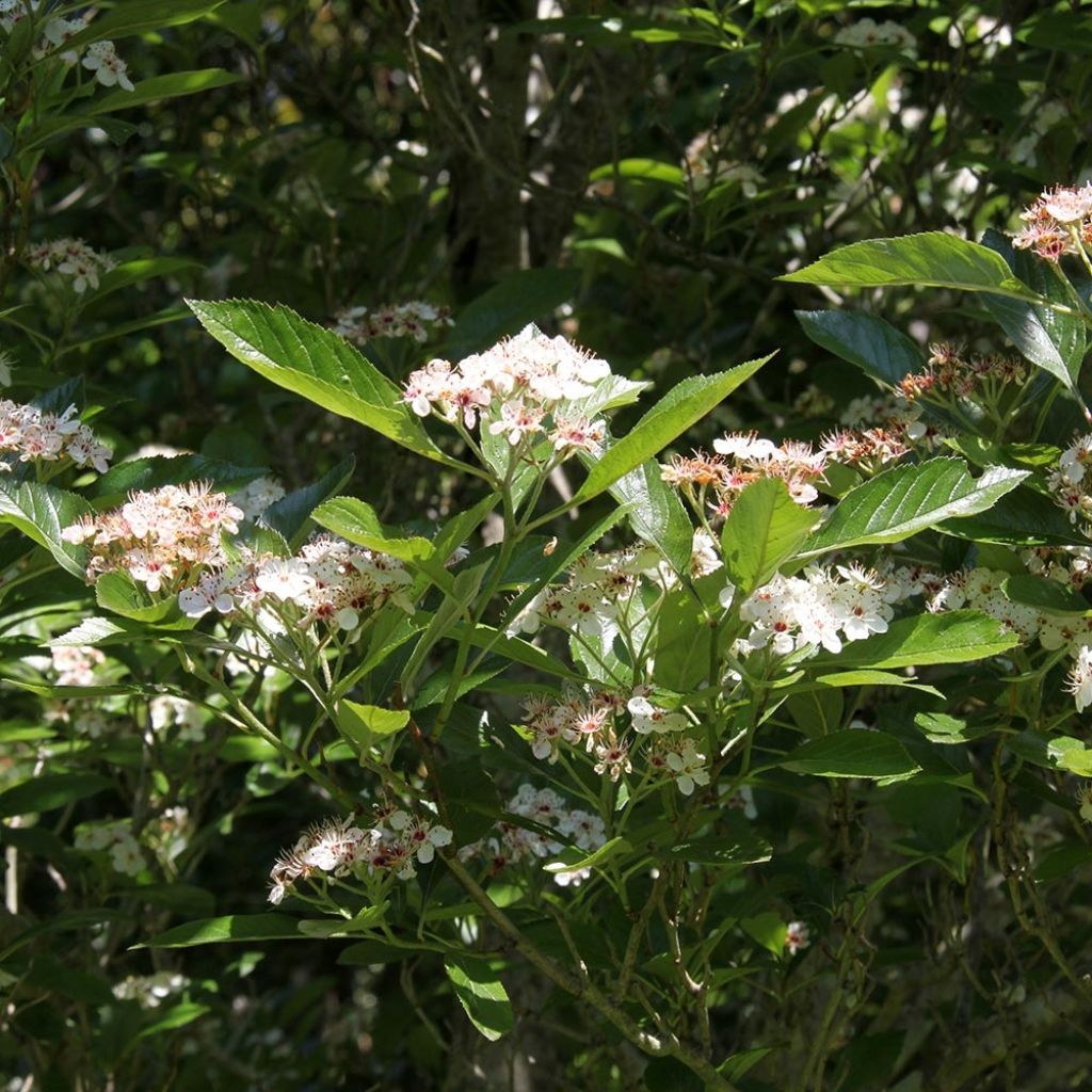 Crataegus lavallei Carrierei - Hawthorn