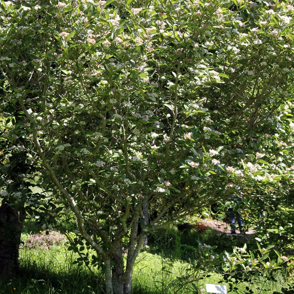 Crataegus lavallei Carrierei - Hawthorn