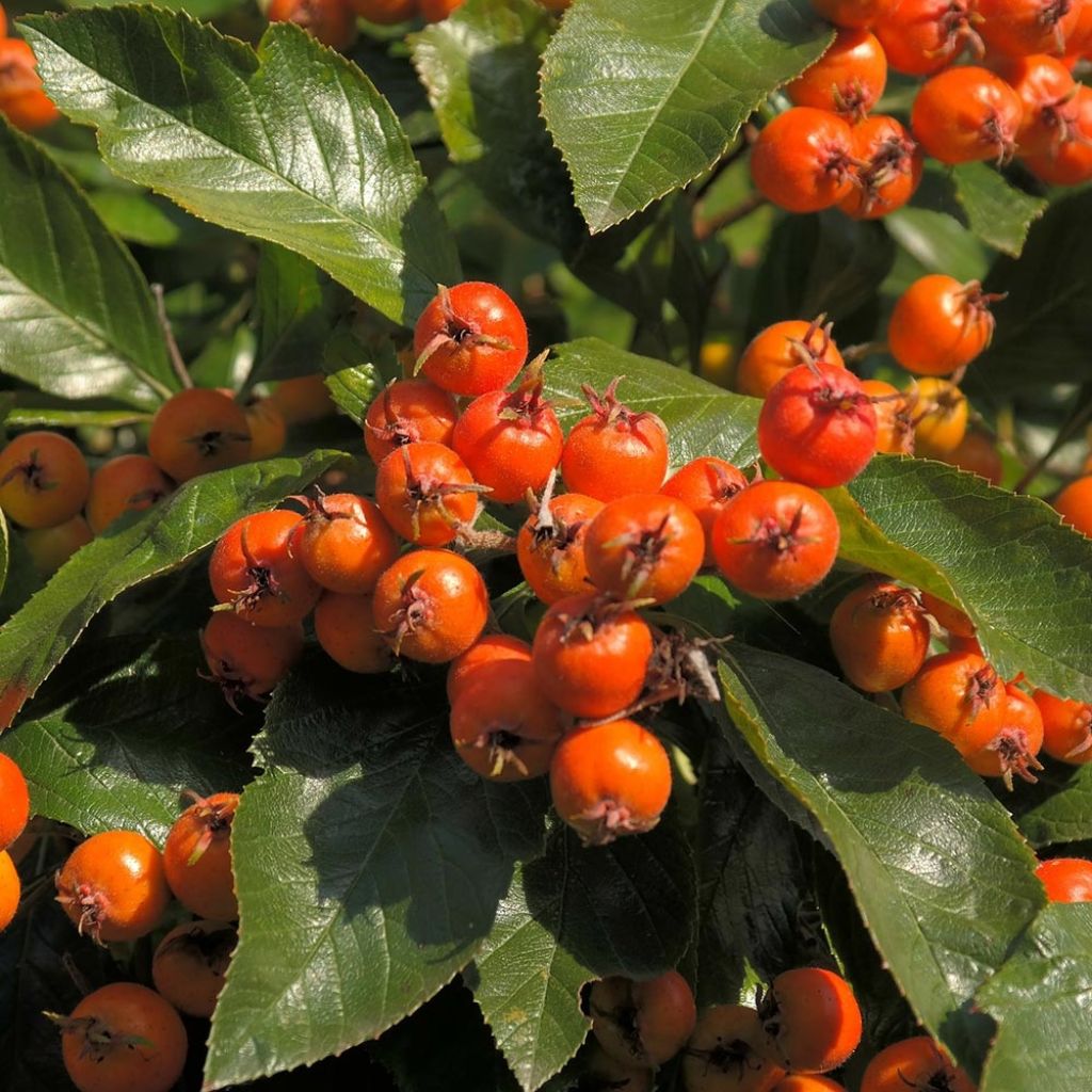 Crataegus lavallei Carrierei - Hawthorn