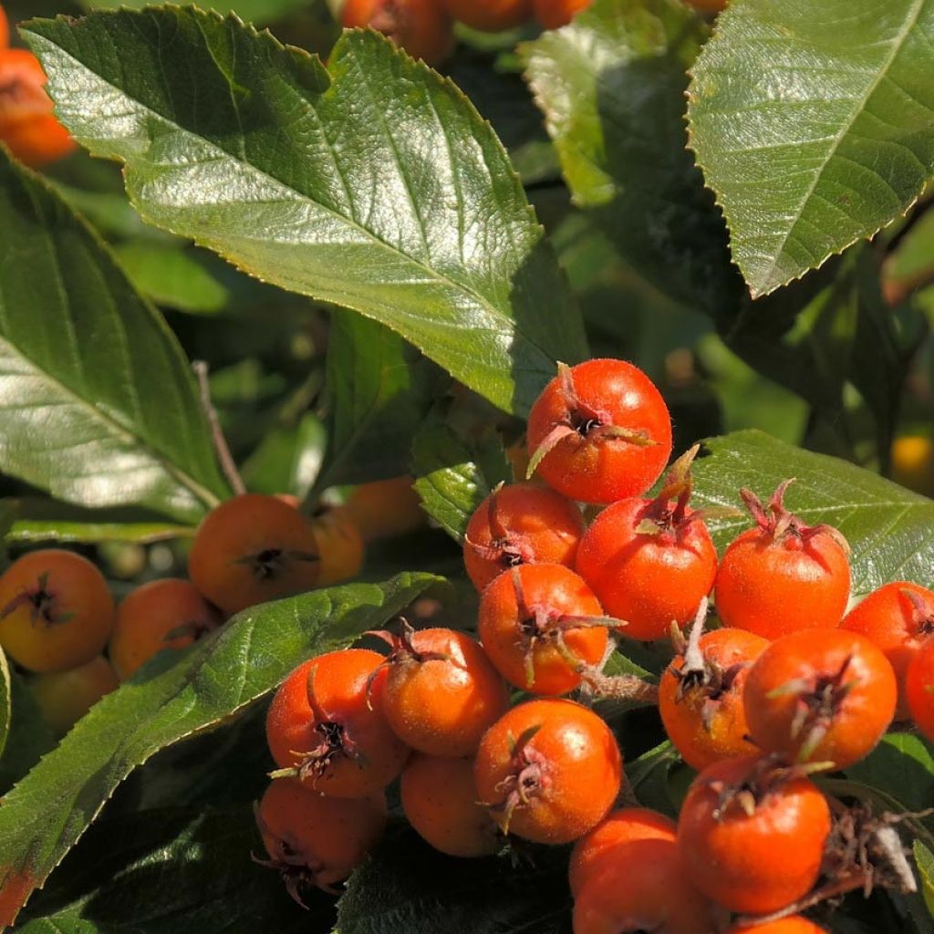 Crataegus lavallei Carrierei - Hawthorn