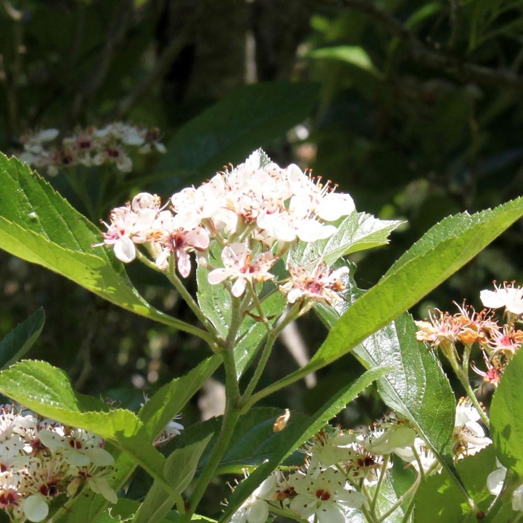 Crataegus lavallei Carrierei - Hawthorn