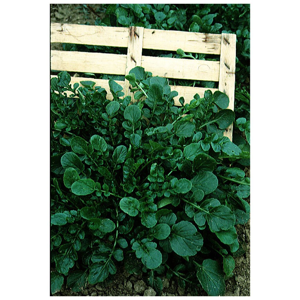 Upland Cress - Barbarea verna