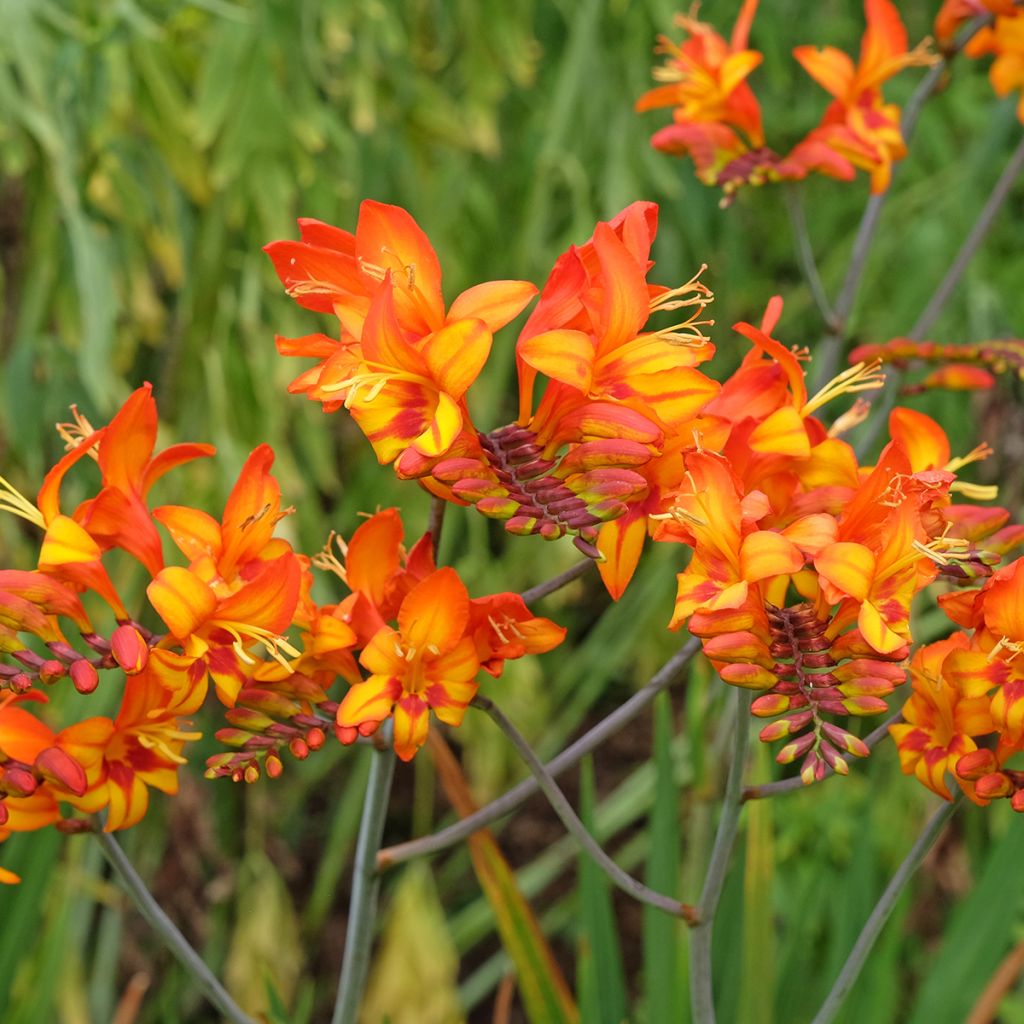 Crocosmia Firestarter - Montbretia