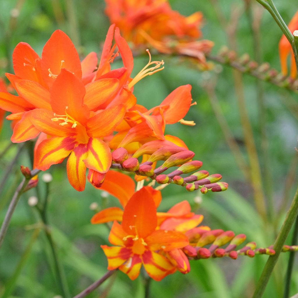 Crocosmia Scorchio - Montbretia