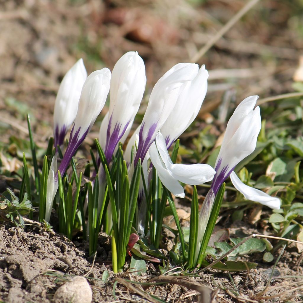 Crocus vernus subsp. vernus Silver Coral - Crocus de printemps Silver Coral