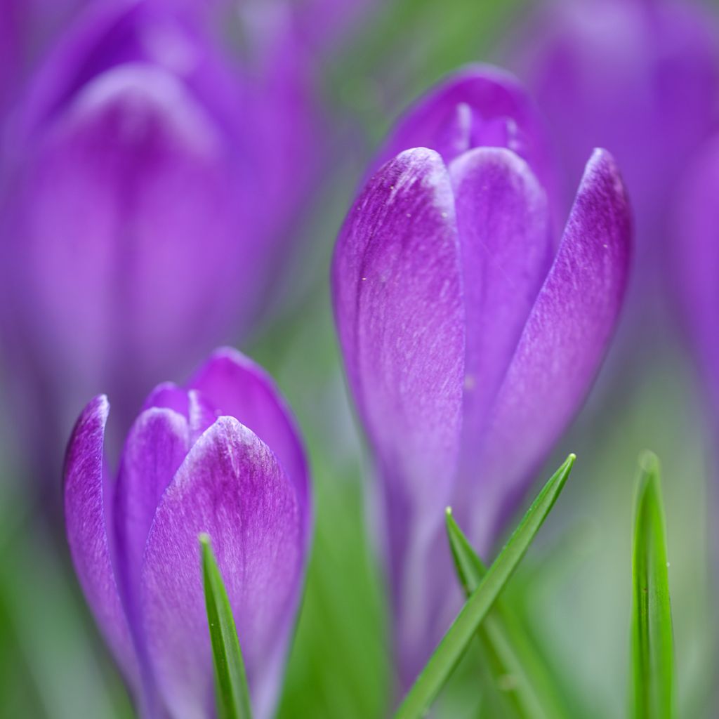 Crocus tommasinianus Blue Ocean - Early Crocus