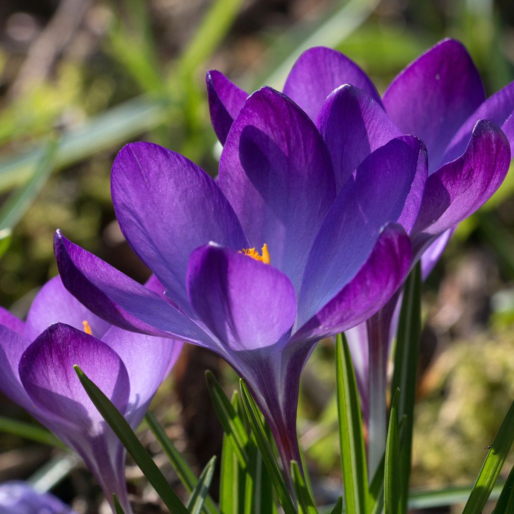 Crocus tommasinianus Blue Ocean - Early Crocus