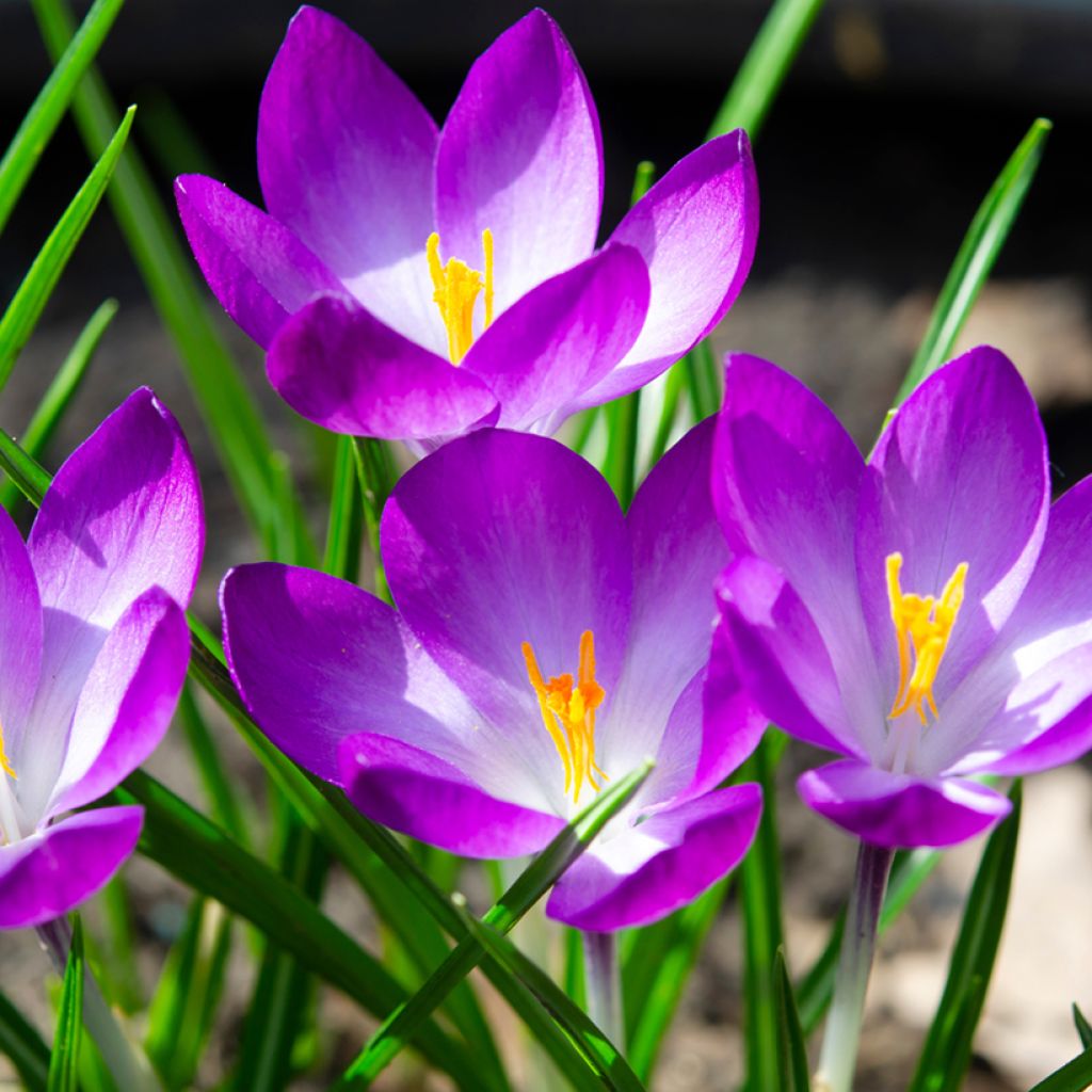 Crocus tommasinianus Ruby Giant - Early Crocus