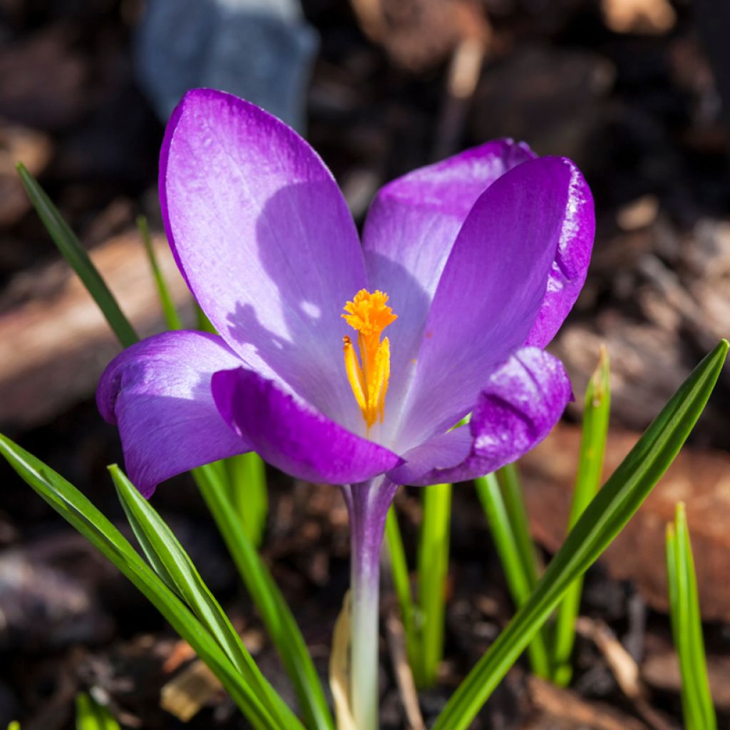 Crocus tommasinianus Ruby Giant - Early Crocus